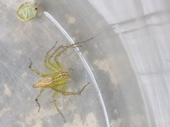 Oxyopes