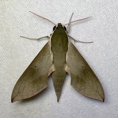 Theretra indistincta