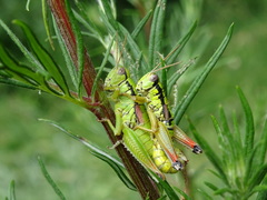 Pseudopodisma