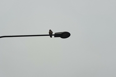 Accipiter nisus