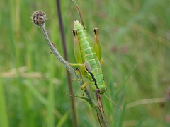 Pseudopodisma