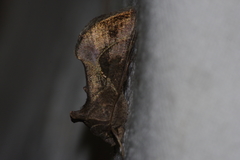 Chrysodeixis heberachis