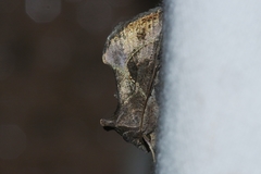 Chrysodeixis heberachis
