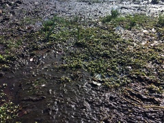 Eleocharis intermedia