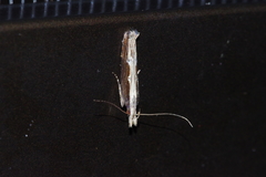 Hypatima spathota