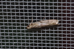 Glyptoteles leucacrinella