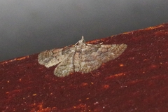 Gymnoscelis esakii
