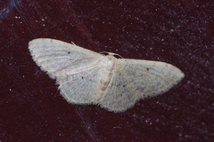 Idaea sakuraii