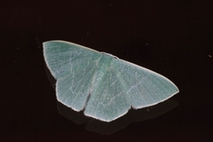 Thalassodes intaminata