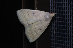 Simplicia discosticta