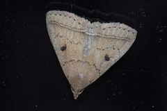 Simplicia discosticta
