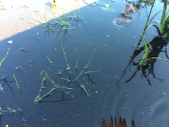 Eleocharis intermedia