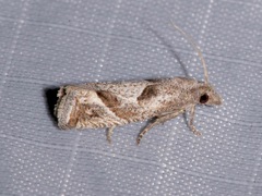 Pelochrista corosana