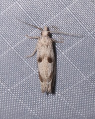Pelochrista corosana