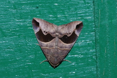 Bastilla joviana