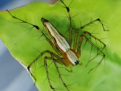Oxyopes