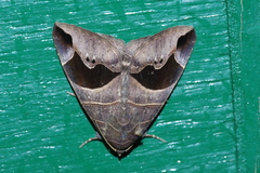 Bastilla joviana