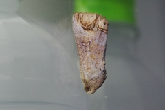 Hypocala biarcuata
