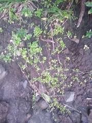 Myosotis pansa pansa