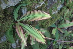 Struthiopteris niponica