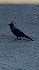 Corvus splendens