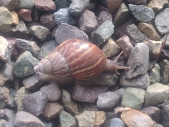 Lissachatina fulica