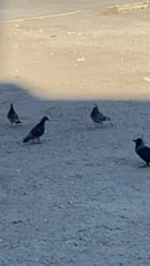 Columba livia domestica