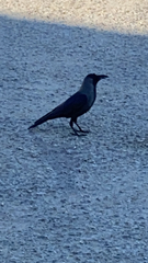 Corvus splendens