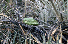 Boana riojana