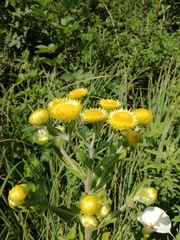 Helichrysum cooperi