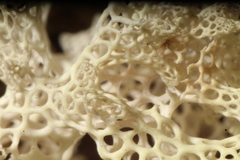 Pulchrocladia ferdinandii