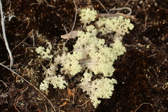 Pulchrocladia ferdinandii