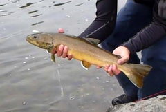 Salvelinus confluentus