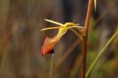 Cryptostylis ovata