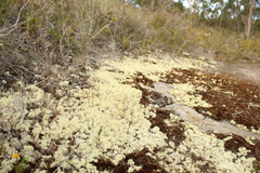 Pulchrocladia ferdinandii