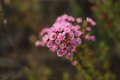 Verticordia plumosa