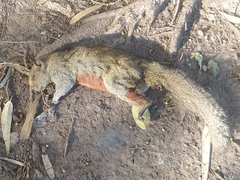 Callosciurus erythraeus