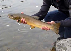 Salvelinus confluentus