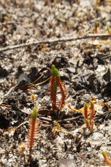 Selaginella gracillima