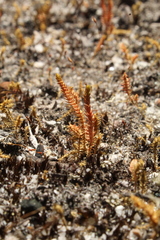 Selaginella gracillima