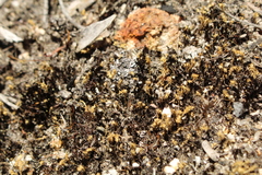 Selaginella gracillima