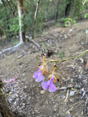 Psychilis macconnelliae