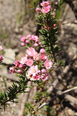 Verticordia plumosa