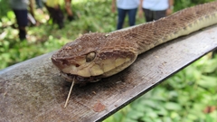 Bothrops atrox