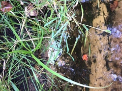 Juncus brachycephalus