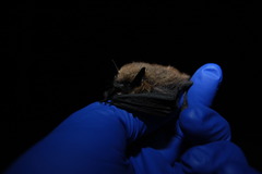 Myotis leibii