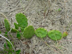 Opuntia lata