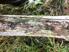 Juncus brachycephalus