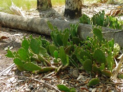 Opuntia lata
