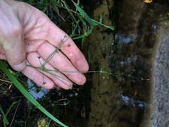 Juncus brachycephalus